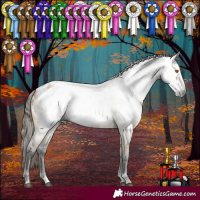 Horse Color:Gray Buckskin Dun Sabino Appaloosa 