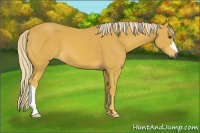Horse Color:Gray Palomino 