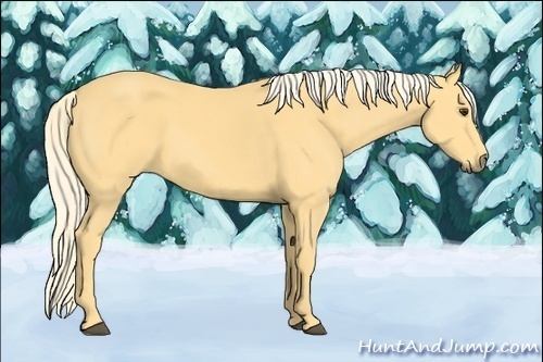 Horse Color:Palomino
