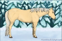 Horse Color:Palomino 