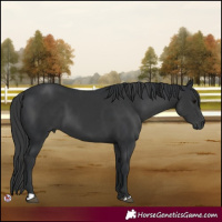 Horse Color:Black  and Black 