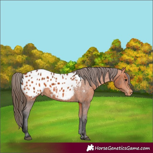 Horse Color:Bay Appaloosa 