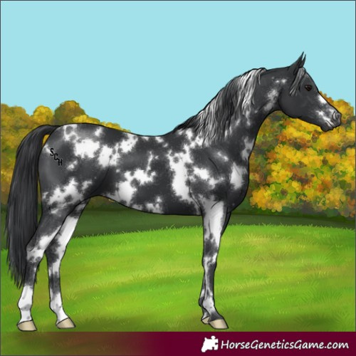 Horse Color:White Spotted Black 