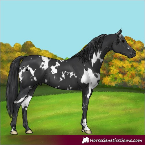 Horse Color:White Spotted Black 