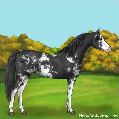 Horse Color:Black Sabino 
