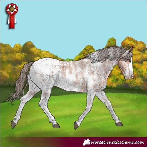 Horse Color:Bay Sabino Appaloosa 