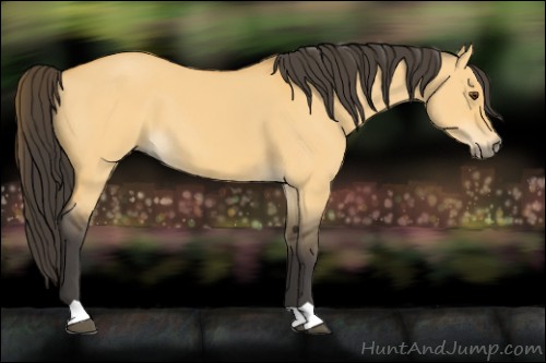 Horse Color:Buckskin Dun 