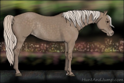 Horse Color:Silver Grullo Appaloosa Rabicano