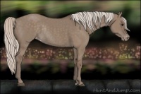 Horse Color:Silver Grullo Appaloosa Rabicano 