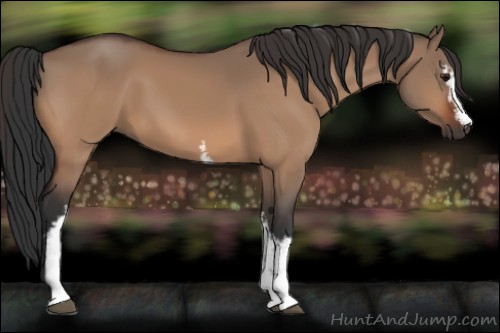 Horse Color:White Spotted Bay Dun 