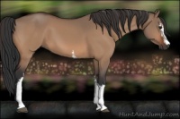 Horse Color:White Spotted Bay Dun 