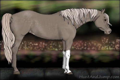 Horse Color:Silver Grullo Appaloosa 