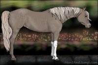 Horse Color:Silver Grullo Appaloosa 