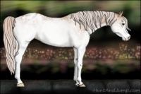Horse Color:White Spotted Silver Brown Dun Appaloosa 