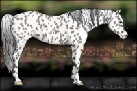 Horse Color:Grullo Appaloosa 