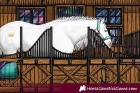 Horse Color:Perlino Roan Tobiano Appaloosa 