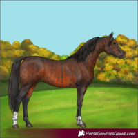 Horse Color:Black  and Brown 