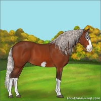 Horse Color:Silver Bay Splash 