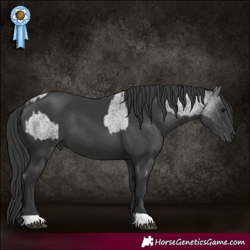 Horse Color:Blue Roan and Black