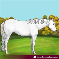 Horse Color:Gray White Spotted Bay Frame Appaloosa 