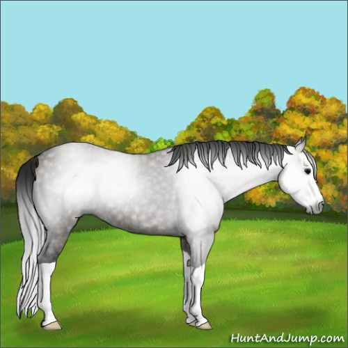 Horse Color:Gray Grullo Splash Rabicano 