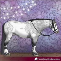 Horse Color:Blue Roan Frame 