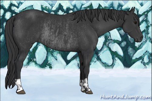 Horse Color:Black and Black Rabicano