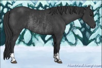 Horse Color:Black  and Black Rabicano 