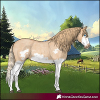 Horse Color:Red Dun Roan Splash Frame Rabicano 