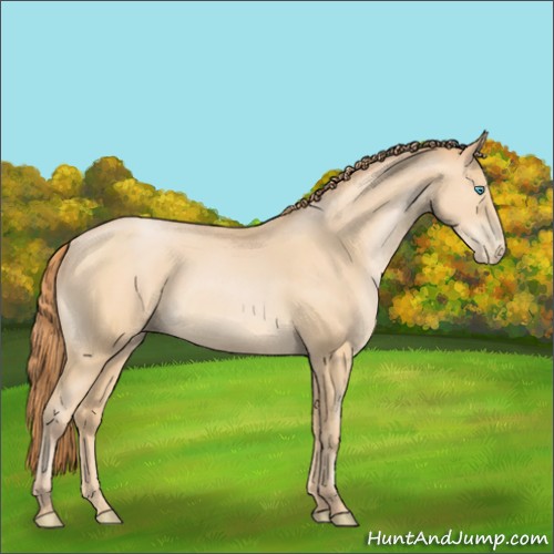 Horse Color:Buckskin Pearl 