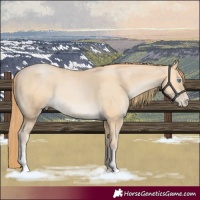 Horse Color:Buckskin Pearl Tobiano