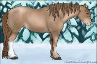 Horse Color:Liver Chestnut Pearl