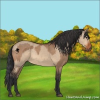 Horse Color:Bay Dun  and Bay Dun 