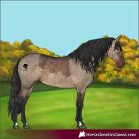 Horse Color:Brown Dun  and Brown Dun 
