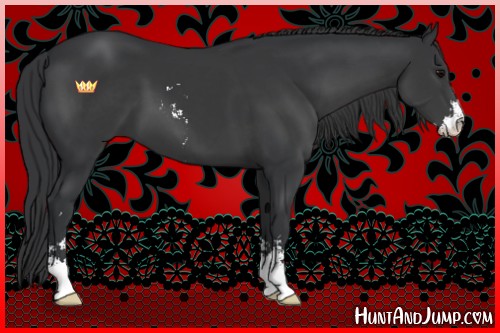 Horse Color:Black Sabino
