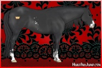 Horse Color:Black Sabino 