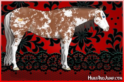 Horse Color:Bay Sabino Splash 