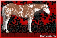 Horse Color:Bay Sabino Splash 