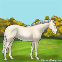 Horse Color:Palomino Pearl 