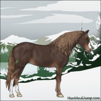 Horse Color:Liver Chestnut 
