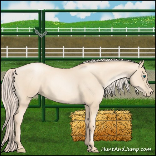 Horse Color:Gold Cream Champagne Pearl Rabicano 