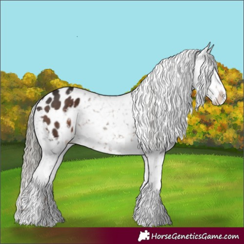Horse Color:White Spotted Liver Chestnut Mushroom Appaloosa 