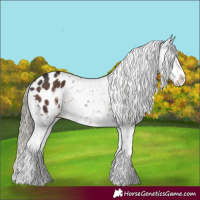 Horse Color:White Spotted Liver Chestnut Mushroom Appaloosa 