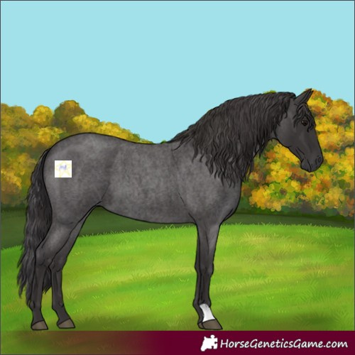 Horse Color:Smoky Blue Roan 