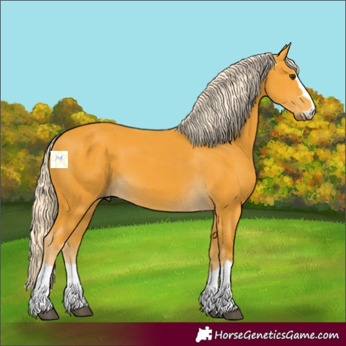 Horse Color:Palomino 
