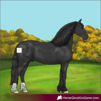Horse Color:Black 