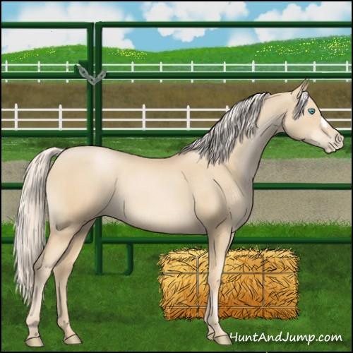 Horse Color:Palomino Pearl