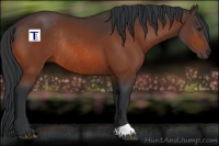 Horse Color:Brown Rabicano 