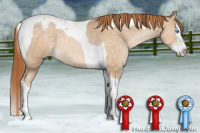 Horse Color:Buckskin Pearl Splash Tobiano Appaloosa 