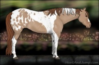 Horse Color:Red Dun Tobiano Appaloosa 